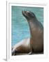 National Zoological Park: California Sea Lion-null-Framed Photographic Print