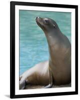 National Zoological Park: California Sea Lion-null-Framed Photographic Print