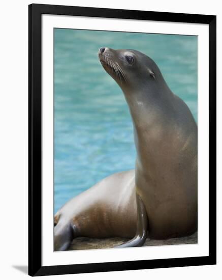 National Zoological Park: California Sea Lion-null-Framed Photographic Print