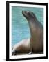 National Zoological Park: California Sea Lion-null-Framed Photographic Print