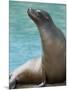 National Zoological Park: California Sea Lion-null-Mounted Photographic Print