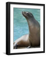 National Zoological Park: California Sea Lion-null-Framed Photographic Print