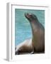 National Zoological Park: California Sea Lion-null-Framed Photographic Print