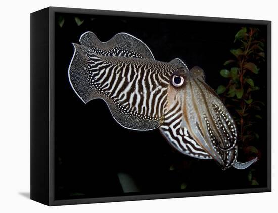 National Zoological Park: Common Cuttlefish-null-Framed Stretched Canvas