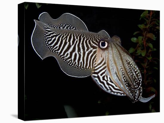 National Zoological Park: Common Cuttlefish-null-Stretched Canvas