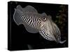 National Zoological Park: Common Cuttlefish-null-Stretched Canvas