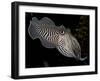 National Zoological Park: Common Cuttlefish-null-Framed Photographic Print