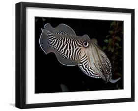 National Zoological Park: Common Cuttlefish-null-Framed Photographic Print