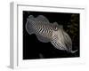 National Zoological Park: Common Cuttlefish-null-Framed Photographic Print