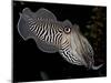 National Zoological Park: Common Cuttlefish-null-Mounted Photographic Print