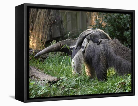 National Zoological Park: Giant Anteater-null-Framed Stretched Canvas