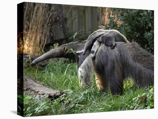 National Zoological Park: Giant Anteater-null-Stretched Canvas