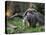 National Zoological Park: Giant Anteater-null-Stretched Canvas