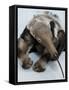 National Zoological Park: Giant Anteater-null-Framed Stretched Canvas