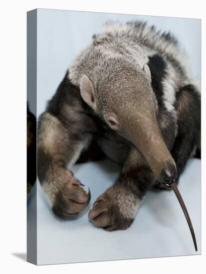 National Zoological Park: Giant Anteater-null-Stretched Canvas