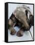 National Zoological Park: Giant Anteater-null-Framed Stretched Canvas