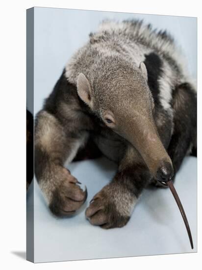 National Zoological Park: Giant Anteater-null-Stretched Canvas