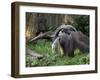 National Zoological Park: Giant Anteater-null-Framed Photographic Print