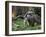 National Zoological Park: Giant Anteater-null-Framed Photographic Print