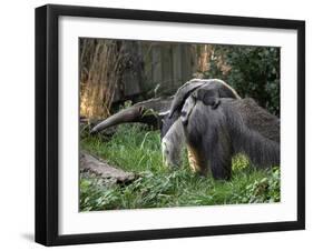 National Zoological Park: Giant Anteater-null-Framed Photographic Print