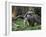 National Zoological Park: Giant Anteater-null-Framed Photographic Print