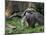 National Zoological Park: Giant Anteater-null-Mounted Photographic Print