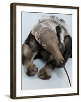 National Zoological Park: Giant Anteater-null-Framed Photographic Print