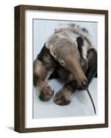 National Zoological Park: Giant Anteater-null-Framed Photographic Print