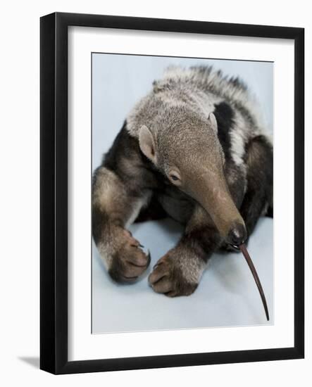 National Zoological Park: Giant Anteater-null-Framed Photographic Print