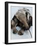 National Zoological Park: Giant Anteater-null-Framed Photographic Print