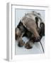 National Zoological Park: Giant Anteater-null-Framed Photographic Print