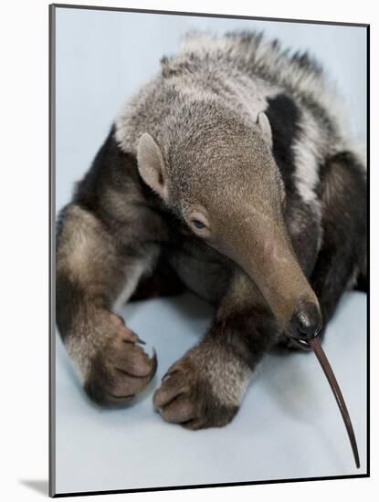 National Zoological Park: Giant Anteater-null-Mounted Photographic Print