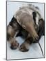 National Zoological Park: Giant Anteater-null-Mounted Photographic Print