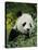 National Zoological Park: Giant Panda-null-Stretched Canvas