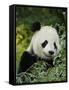 National Zoological Park: Giant Panda-null-Framed Stretched Canvas