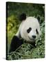 National Zoological Park: Giant Panda-null-Stretched Canvas