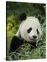 National Zoological Park: Giant Panda-null-Stretched Canvas