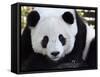 National Zoological Park: Giant Panda-null-Framed Stretched Canvas