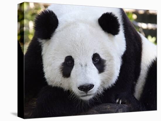 National Zoological Park: Giant Panda-null-Stretched Canvas