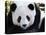 National Zoological Park: Giant Panda-null-Stretched Canvas