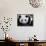 National Zoological Park: Giant Panda-null-Framed Stretched Canvas displayed on a wall