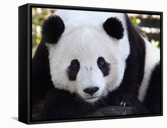 National Zoological Park: Giant Panda-null-Framed Stretched Canvas