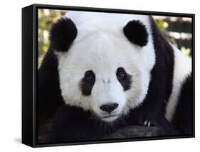 National Zoological Park: Giant Panda-null-Framed Stretched Canvas