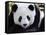 National Zoological Park: Giant Panda-null-Framed Stretched Canvas