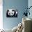 National Zoological Park: Giant Panda-null-Stretched Canvas displayed on a wall