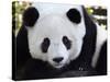 National Zoological Park: Giant Panda-null-Stretched Canvas