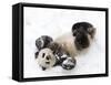 National Zoological Park: Giant Panda-null-Framed Stretched Canvas