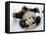 National Zoological Park: Giant Panda-null-Framed Stretched Canvas