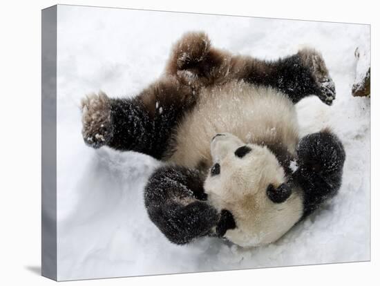 National Zoological Park: Giant Panda-null-Stretched Canvas