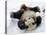 National Zoological Park: Giant Panda-null-Stretched Canvas